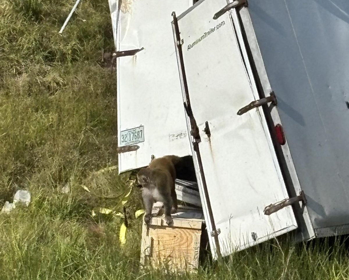 Mississippi Mother Shoots Escaped Monkey Protecting Children ...